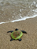 Sea Turtle